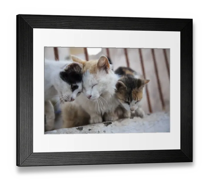Framed Print : Greece, Santorini, Cats that roam the City Framed Print : Greece, Santorini, Cats that roam the City