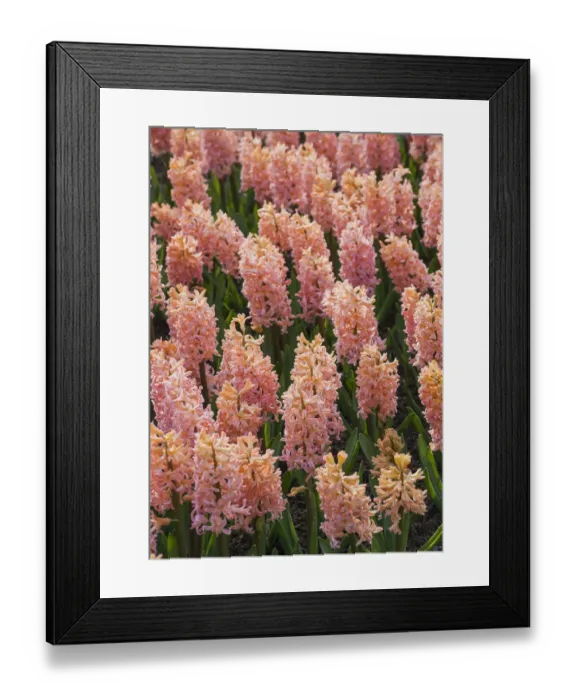 Framed Print : Hyacinth in bloom Framed Print : Hyacinth in bloom