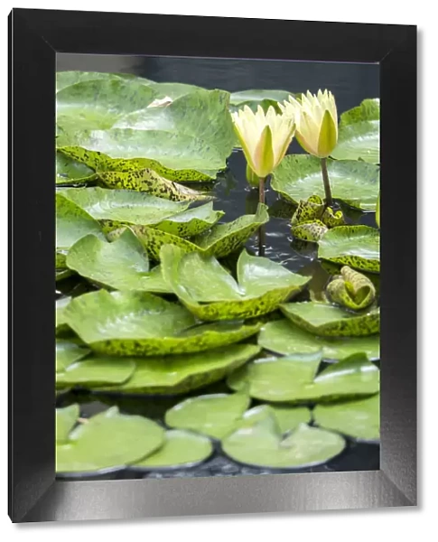 Hardy Waterlily, USA
