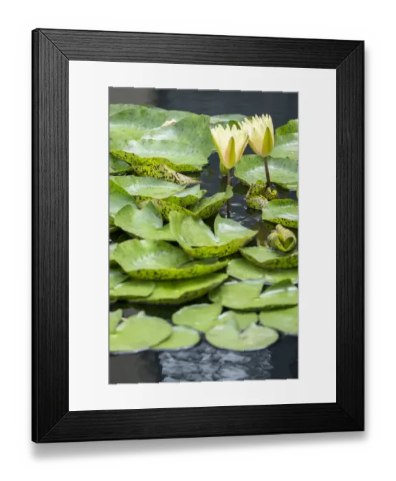 Framed Print : Hardy Waterlily, USA Framed Print : Hardy Waterlily, USA