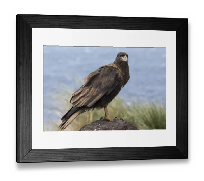 Framed Print : Striated Caracara (Phalcoboenus australis) or Johnny Rook, juvenile, considered as very intelligent