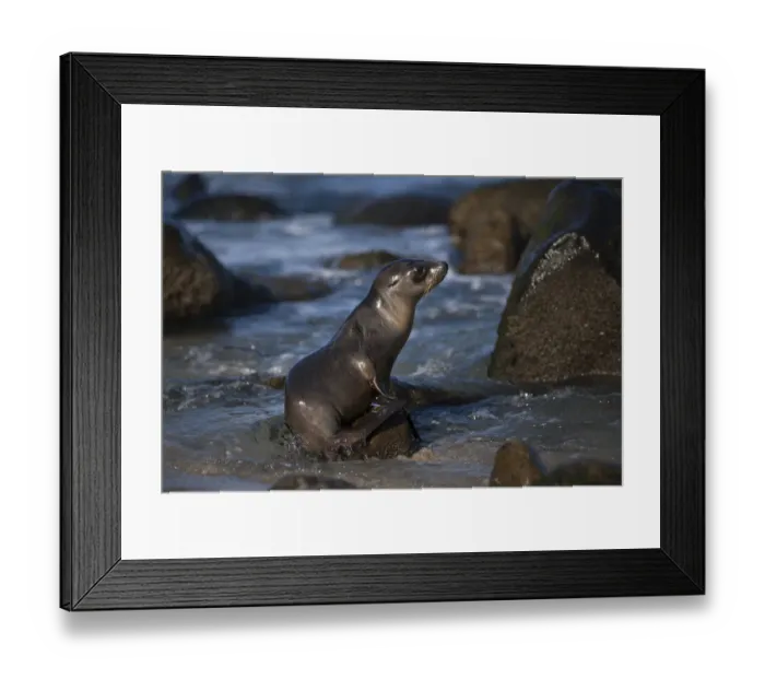 Framed Print : USA, California, La Jolla. Baby sea lion on beach rock