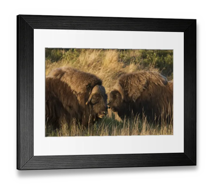 Framed Print : Musk Ox Bulls Framed Print : Musk Ox Bulls