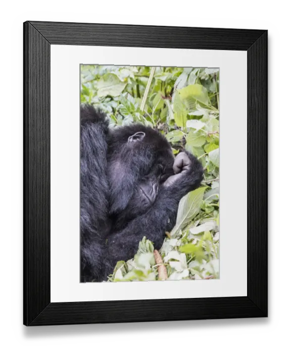 Framed Print : Africa, Rwanda, Musanze District, Volcanoes National Park, Ruhengeri, Kinigi. Gorilla Framed Print : Africa, Rwanda, Musanze District, Volcanoes National Park, Ruhengeri, Kinigi. Gorilla