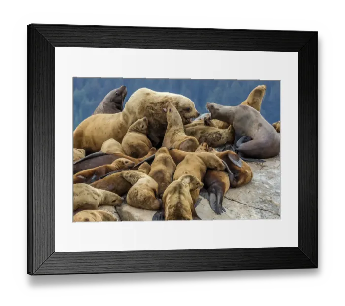 Framed Print : Steller sea lions, Glacier Bay National Park and Preserve, Alaska Framed Print : Steller sea lions, Glacier Bay National Park and Preserve, Alaska