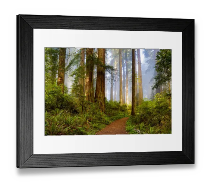 Framed Print : United States, California, Crescent City, Del Norte State Park, Trail Leading into Framed Print : United States, California, Crescent City, Del Norte State Park, Trail Leading into