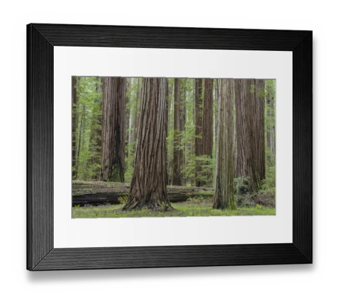 Framed Print : USA, California, Humbodlt Redwoods State Park Framed Print : USA, California, Humbodlt Redwoods State Park