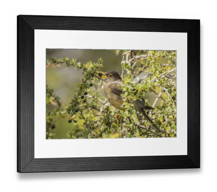 Framed Print : South America, Chile, Patagonia. Austral thrush eating calafate berry. Credit as Framed Print : South America, Chile, Patagonia. Austral thrush eating calafate berry. Credit as