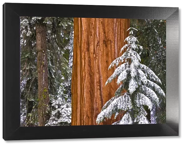 Giant Sequoia (Sequoiadendron giganteum) in winter, Giant Forest, Sequoia National Park