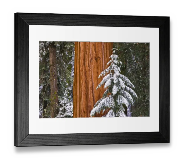 Framed Print : Giant Sequoia (Sequoiadendron giganteum) in winter, Giant Forest, Sequoia National Park Framed Print : Giant Sequoia (Sequoiadendron giganteum) in winter, Giant Forest, Sequoia National Park