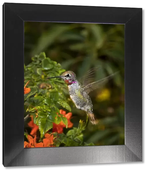 USA, California. Male Annas hummingbird flying