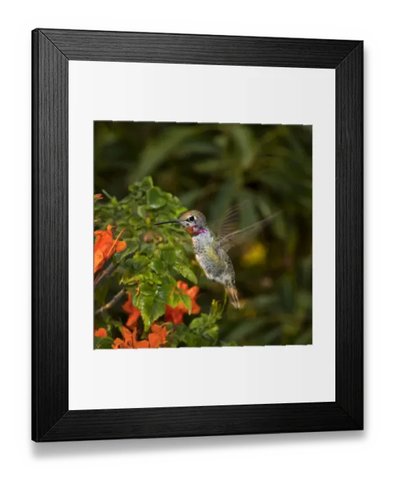Framed Print : USA, California. Male Annas hummingbird flying Framed Print : USA, California. Male Annas hummingbird flying