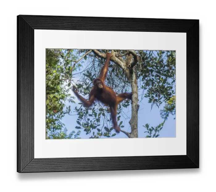 Framed Print : Indonesia, Borneo, Kalimantan. Female orangutan at Tanjung Puting National Park. Credit as Framed Print : Indonesia, Borneo, Kalimantan. Female orangutan at Tanjung Puting National Park. Credit as