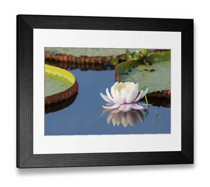 Framed Print : South America, Brazil, The Pantanal, flower of the giant lily pad, Victoria amazonica Framed Print : South America, Brazil, The Pantanal, flower of the giant lily pad, Victoria amazonica