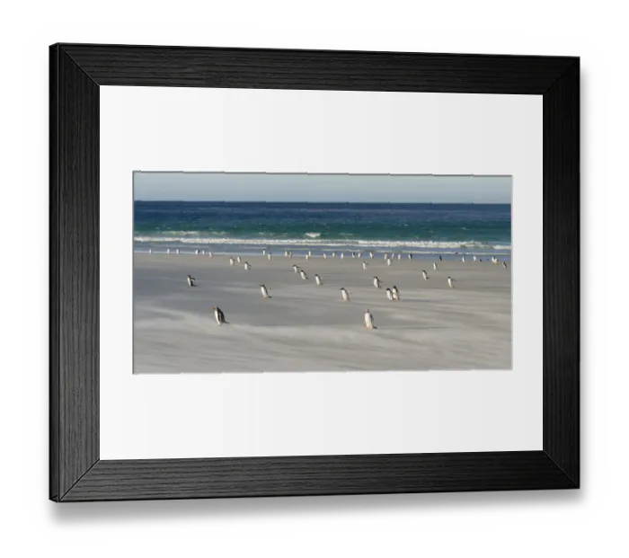 Framed Print : Gentoo Penguin (Pygoscelis papua), Falkland Islands. South America, Falkland Islands Framed Print : Gentoo Penguin (Pygoscelis papua), Falkland Islands. South America, Falkland Islands