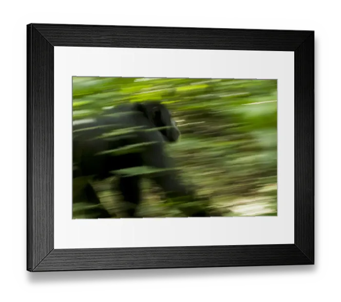 Framed Print : Africa, Uganda, Kibale National Park, Ngogo Chimpanzee Project Framed Print : Africa, Uganda, Kibale National Park, Ngogo Chimpanzee Project