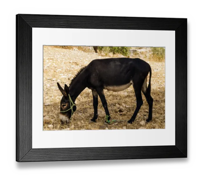 Framed Print : Donkey, Tunisia, North Africa, Africa Framed Print : Donkey, Tunisia, North Africa, Africa