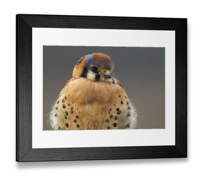 Framed Print : American Kestrel Hawk