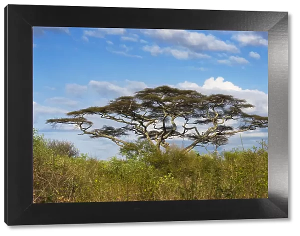 Acacia tree in Abijatta-Shalla Lakes National Park, Ethiopia