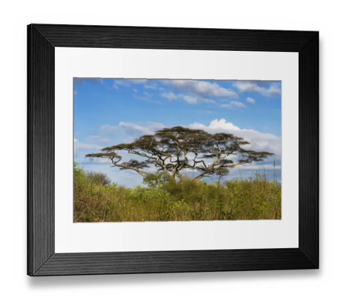 Framed Print : Acacia tree in Abijatta-Shalla Lakes National Park, Ethiopia Framed Print : Acacia tree in Abijatta-Shalla Lakes National Park, Ethiopia