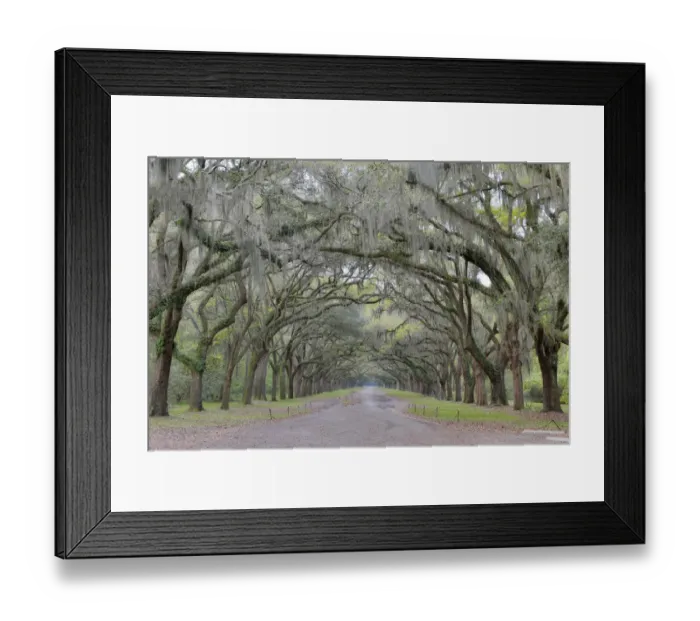 Framed Print : Oak lined lane into Wormsloe Historic Site Savannah, Georgia Framed Print : Oak lined lane into Wormsloe Historic Site Savannah, Georgia