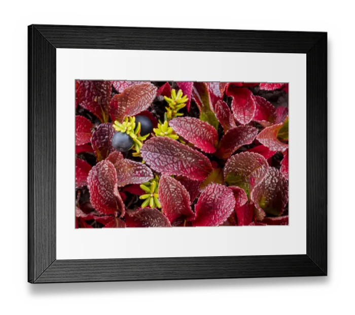 Framed Print : USA, Alaska. Close-up of alpine bearberry and crowberry plants