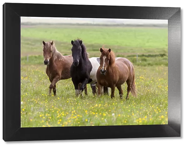 Europe, Iceland, Southwest Iceland. Icelandic horses enjoy a wildflower strewn field