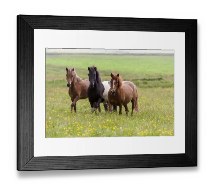 Framed Print : Europe, Iceland, Southwest Iceland. Icelandic horses enjoy a wildflower strewn field Framed Print : Europe, Iceland, Southwest Iceland. Icelandic horses enjoy a wildflower strewn field