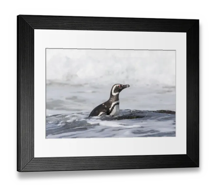 Framed Print : Magellanic Penguin (Spheniscus magellanicus), on beach leaving the ocean. South America