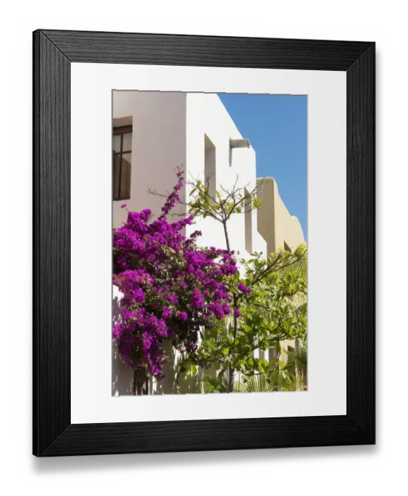 Framed Print : Mexico, Baja California Sur, Loreto. colorful display of bougainvillea on building Framed Print : Mexico, Baja California Sur, Loreto. colorful display of bougainvillea on building