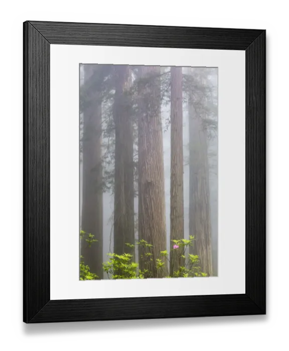 Framed Print : CA, Del Norte Coast Redwoods State Park, redwood trees with rhododendrons Framed Print : CA, Del Norte Coast Redwoods State Park, redwood trees with rhododendrons