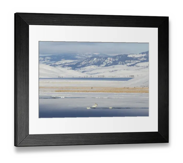 Framed Print : Trumpeter Swans & Elk;Winter Landscape Framed Print : Trumpeter Swans & Elk;Winter Landscape