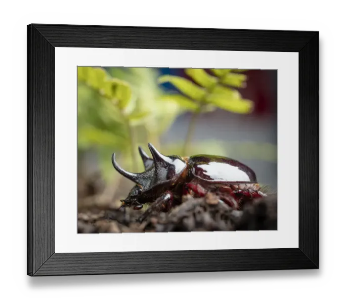 Framed Print : Major Ox, Elephant, or Hercules beetle showing horns, Strategus aloeus, wild, Florida Framed Print : Major Ox, Elephant, or Hercules beetle showing horns, Strategus aloeus, wild, Florida