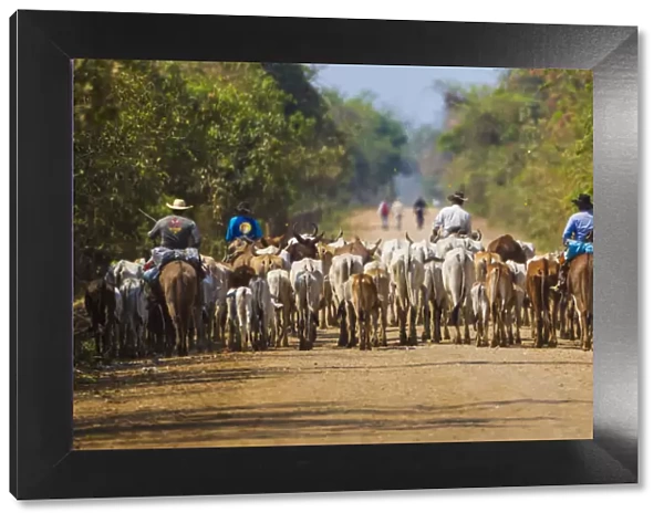 South America. Brazil. Panateros, Brazilian cowboys, drive cattle along the Rodovia Transpanateira