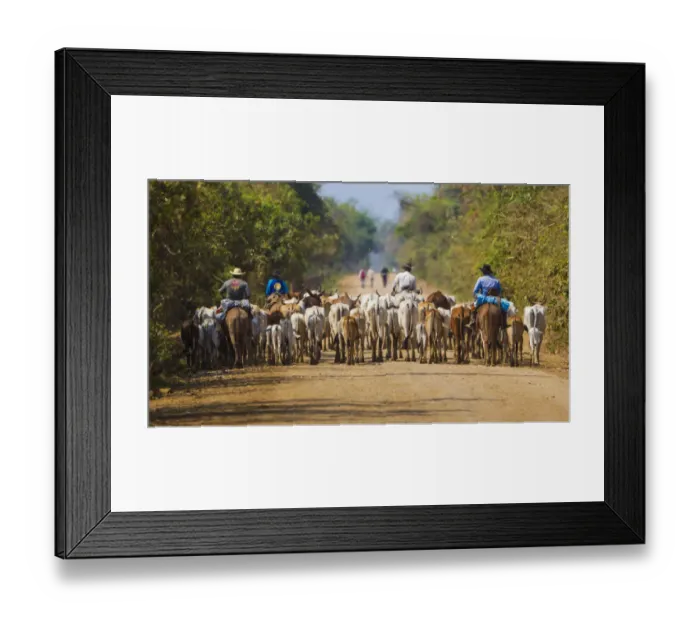Framed Print : South America. Brazil. Panateros, Brazilian cowboys, drive cattle along the Rodovia Transpanateira