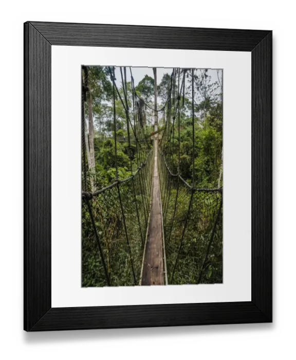 Framed Print : Traversing the 7 bridges high in the canopy of Kakum National Forest Framed Print : Traversing the 7 bridges high in the canopy of Kakum National Forest