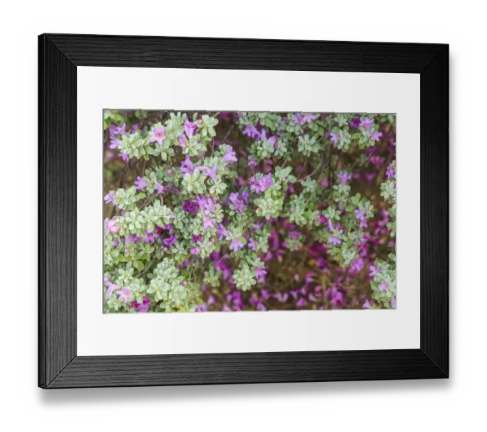 Framed Print : Desert Garden, Balboa Park, San Diego, CA, USA Framed Print : Desert Garden, Balboa Park, San Diego, CA, USA
