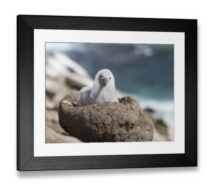 Framed Print : Black-browed Albatross ( Thalassarche melanophris ) or Mollymawk, chick on tower shaped nest Framed Print : Black-browed Albatross ( Thalassarche melanophris ) or Mollymawk, chick on tower shaped nest