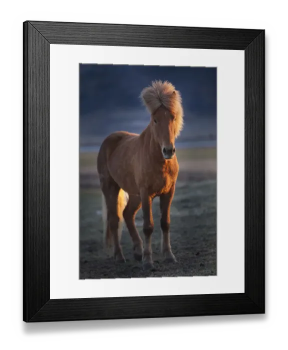 Framed Print : Iceland. Icelandic horse at sunset. Credit as: Jim Zuckerman / Jaynes Gallery / DanitaDelimont Framed Print : Iceland. Icelandic horse at sunset. Credit as: Jim Zuckerman / Jaynes Gallery / DanitaDelimont