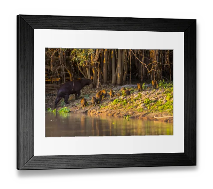 Framed Print : A mother capybara leads her group of baby capybara out of the water in front of a cayman in the Brazilian Pantanal Framed Print : A mother capybara leads her group of baby capybara out of the water in front of a cayman in the Brazilian Pantanal
