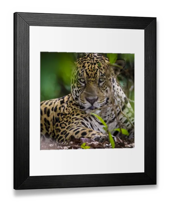 Framed Print : South America. Brazil. A male jaguar (Panthera onca), an apex predator resting along Framed Print : South America. Brazil. A male jaguar (Panthera onca), an apex predator resting along