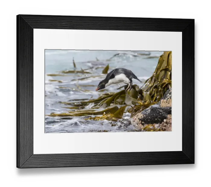 Framed Print : Rockhopper Penguin (Eudyptes chrysocome), subspecies western rockhopper penguin Framed Print : Rockhopper Penguin (Eudyptes chrysocome), subspecies western rockhopper penguin