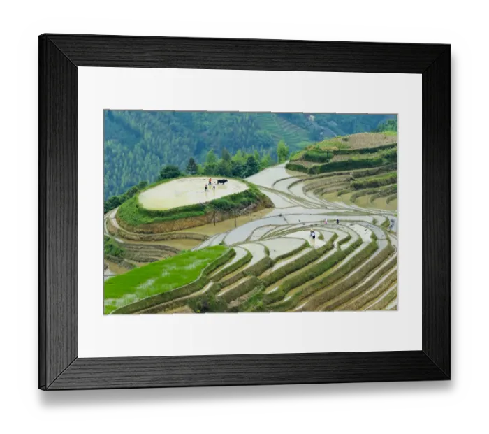 Framed Print : Farmer plowing water filled rice terrace with water buffalo, Longsheng, Guangxi Province Framed Print : Farmer plowing water filled rice terrace with water buffalo, Longsheng, Guangxi Province