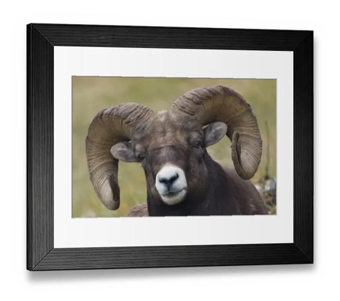 Framed Print : Bighorn Sheep Ram Framed Print : Bighorn Sheep Ram