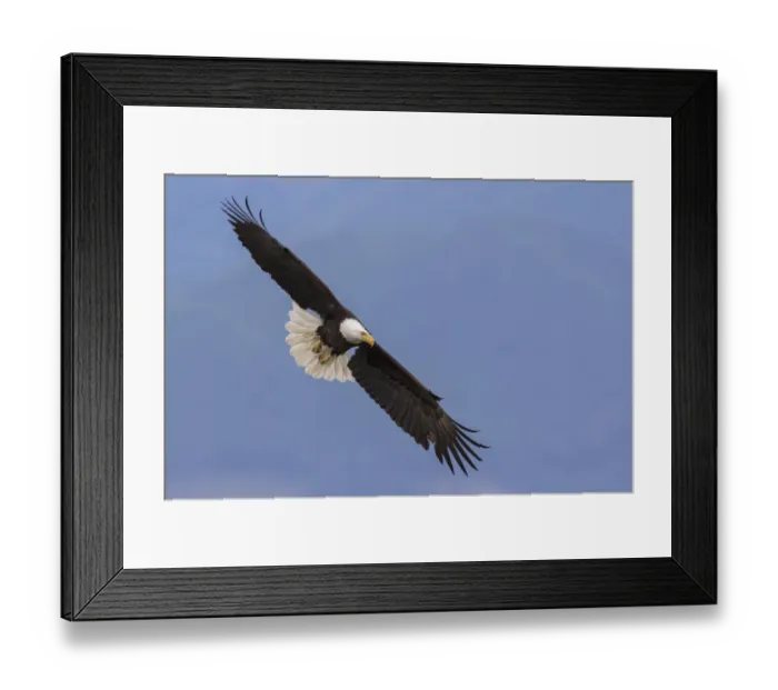 Framed Print : Bald Eagle in Flight