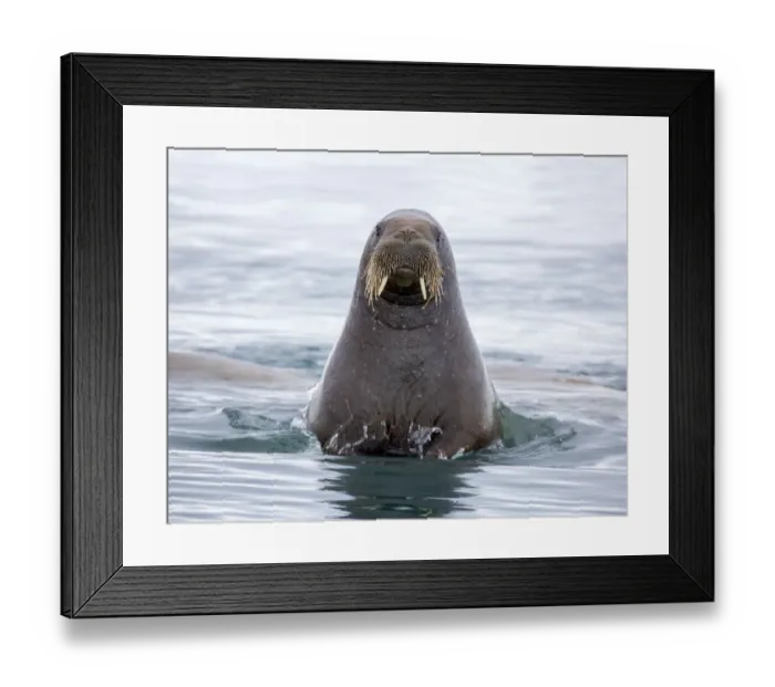 Framed Print : Europe, Arctic, Norway, Svalbard, Walrus Swimming Framed Print : Europe, Arctic, Norway, Svalbard, Walrus Swimming