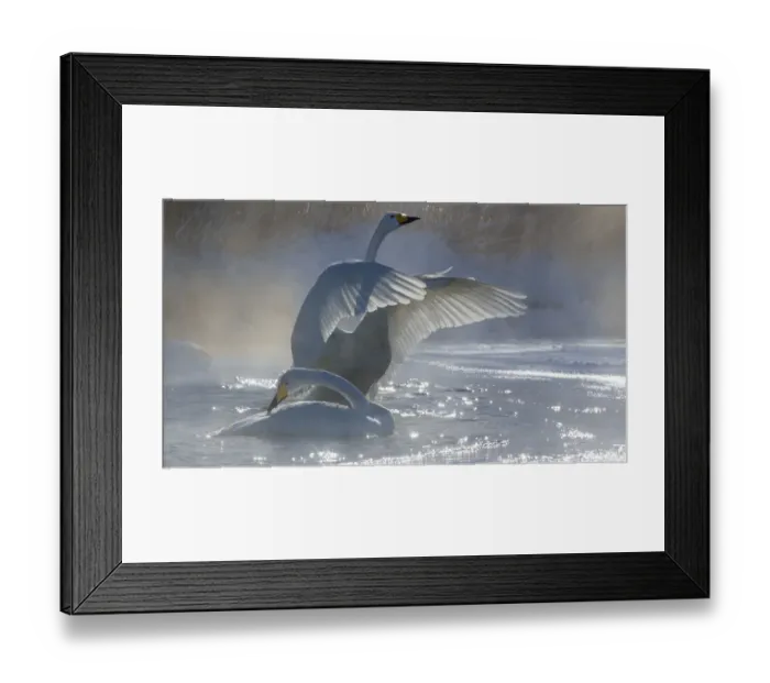 Framed Print : Whooper swans, Hokkaido, Japan