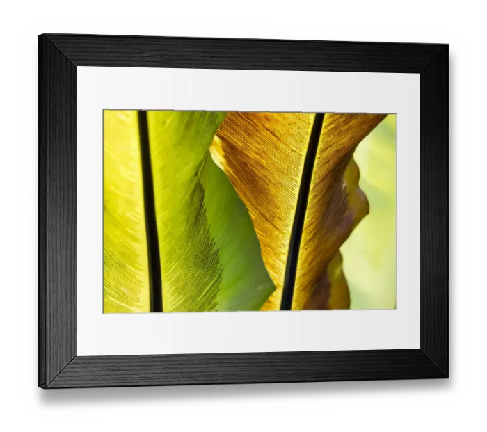 Framed Print : USA; Hawaii; Oahu; Tropical Gardens with philodendrons