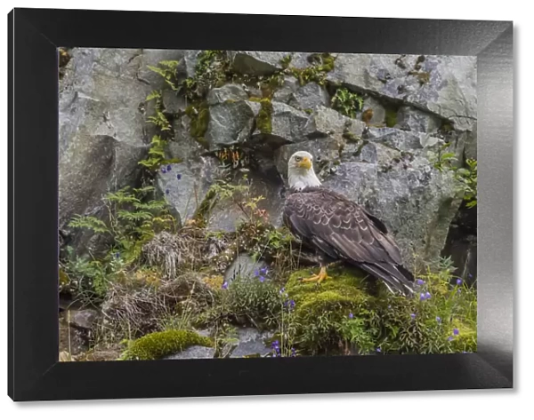 North America, USA, Alaska, Katmai National Park. Bald Eagle, Haliaeetus leucocephalus