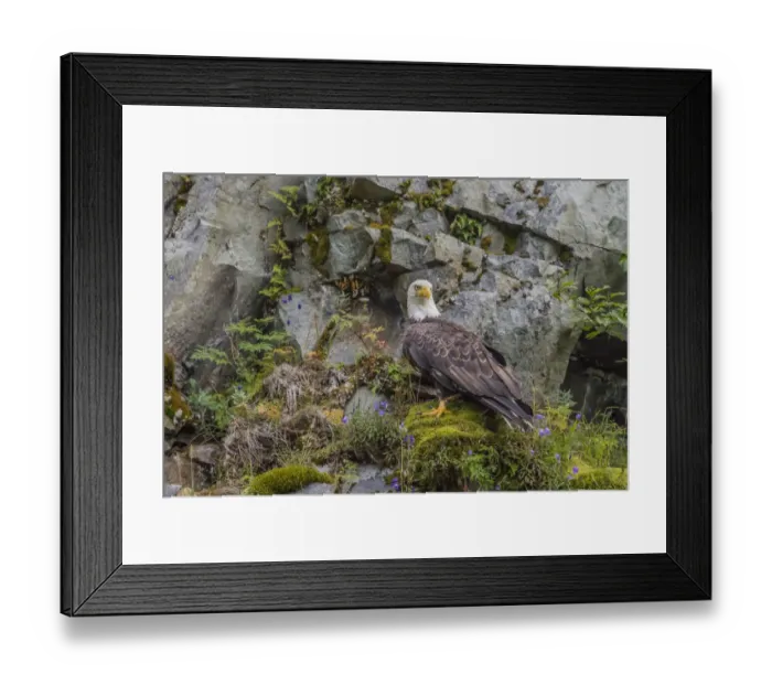 Framed Print : North America, USA, Alaska, Katmai National Park. Bald Eagle, Haliaeetus leucocephalus
